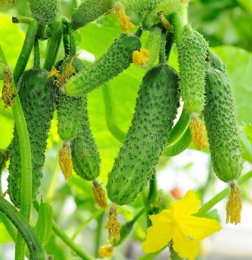 明明是绿色的为什么叫黄瓜,明明是绿色的为什么叫黄色呢