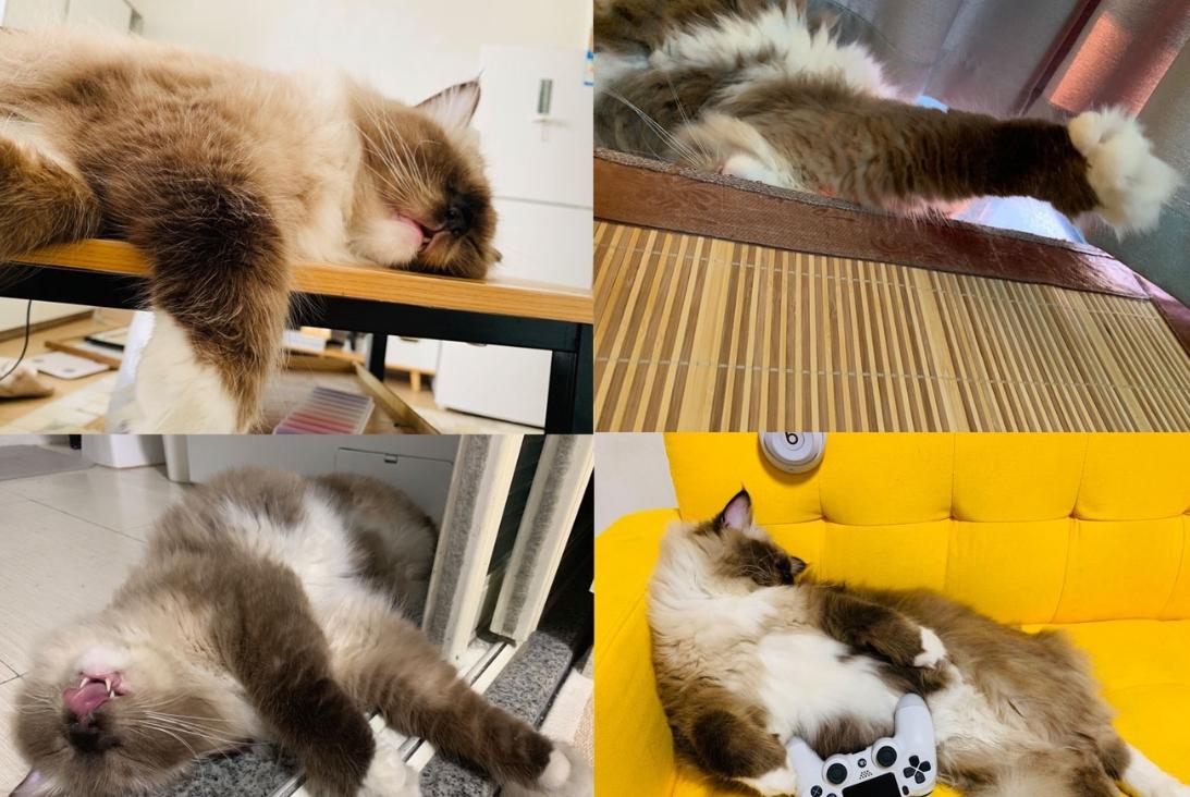 5000元左右的布偶猫怎么样,5000元买布偶猫