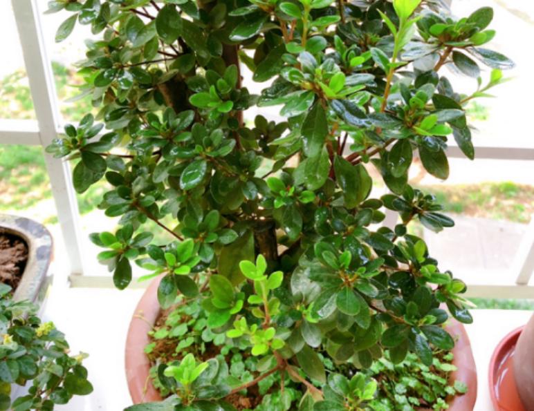 修剪的基本方法有什么,修剪技巧