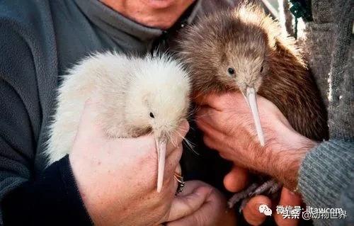 奇异鸟的样子,奇异鸟在哪里
