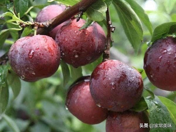 又甜又大的李子有哪些,世界上最好吃的李子有几种