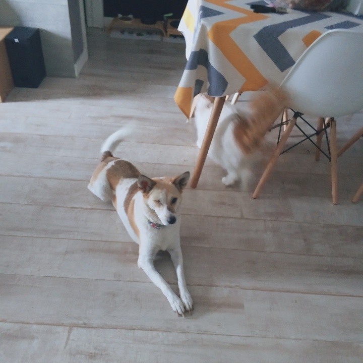 公猫膀胱结石手术,公犬尿道结石手术