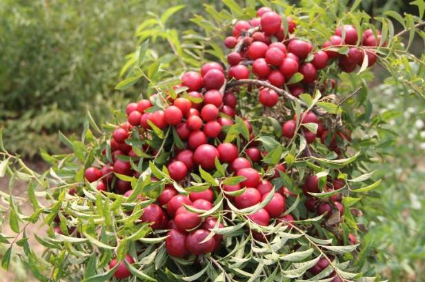 价值被低估的水果“李子祖先”,含钙量堪比牛奶,村民却拿它喂猪