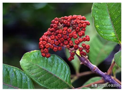 38岁得了卵巢早衰怎么办呢,47岁女人卵巢衰老怎么治疗