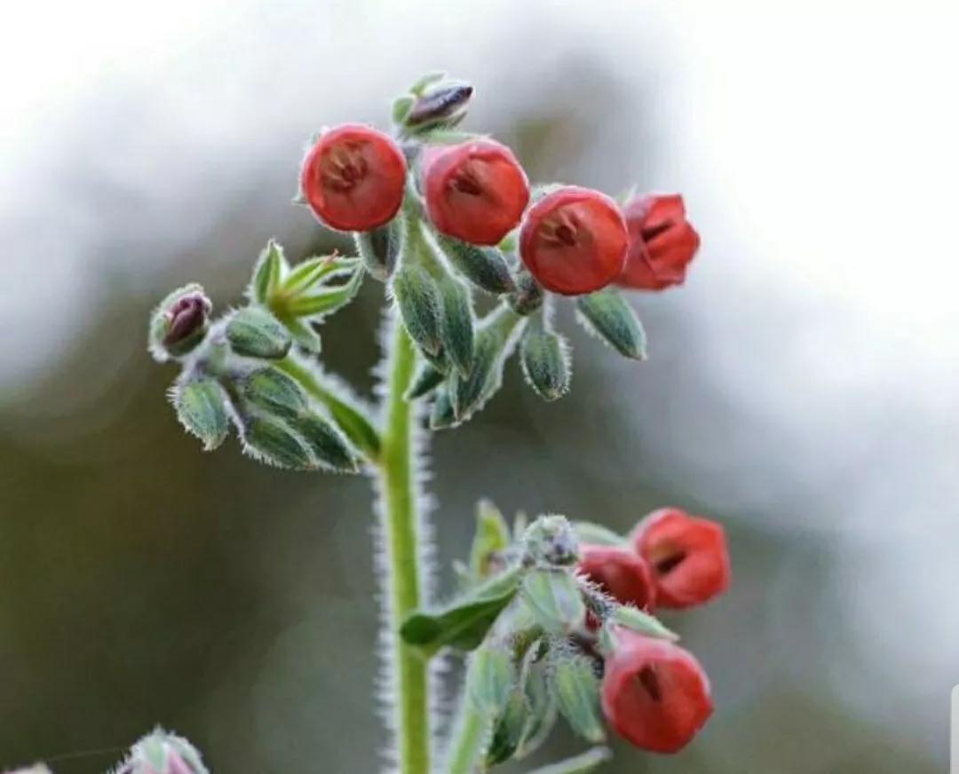 神秘变色花：一下雨就隐形又透明，芳踪难觅！和你捉迷藏的美人花