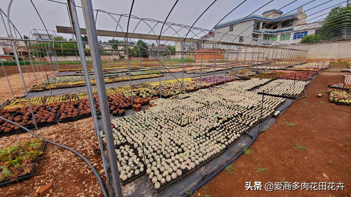 澶氳倝绉嶆鍒涗笟鍚堜綔,澶氳倝绉嶆鍒涗笟椤圭洰