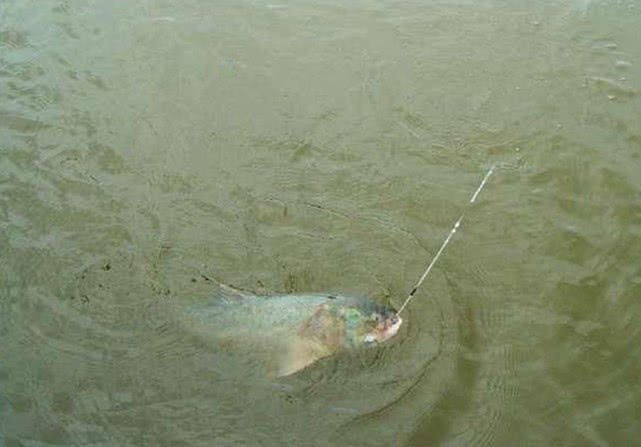 手竿钓大头鱼的最佳方法,手竿钓大头鱼的鱼饵料什么最好