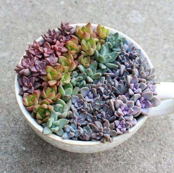 不用的杯子可以养什么花,不用的茶杯可以养什么