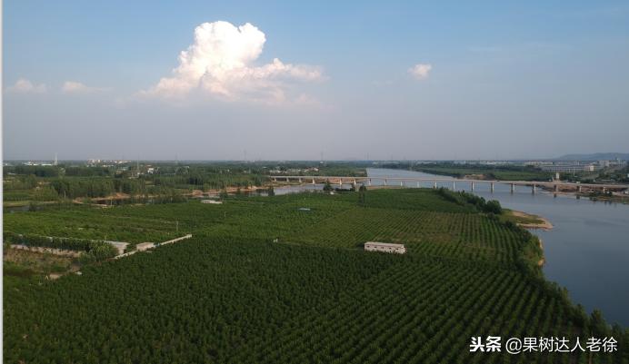 种植桃树的间距是很有讲究的,科学合理的种植模式