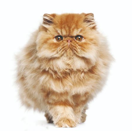 为什么萌新的世界进不去,为什么萌新世界那么难进