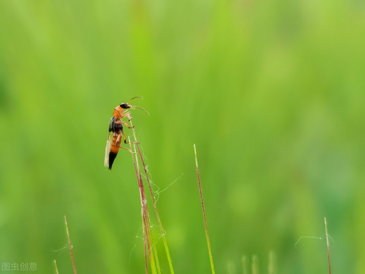 隐翅虫最怕的三种东西是什么,解决隐翅虫的最好办法
