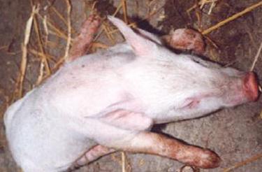 呕吐拉稀是支原体吗,猪尖叫转圈是伪狂犬吗