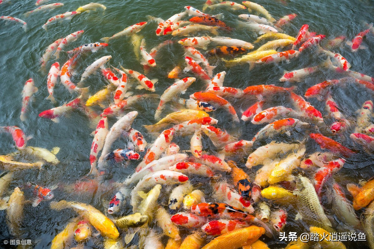 养鱼要注意哪些问题鱼产量高,养鱼怎么避免鱼生病