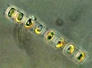 水产养殖藻类老化是怎样的,水产养殖显微镜下各种藻类