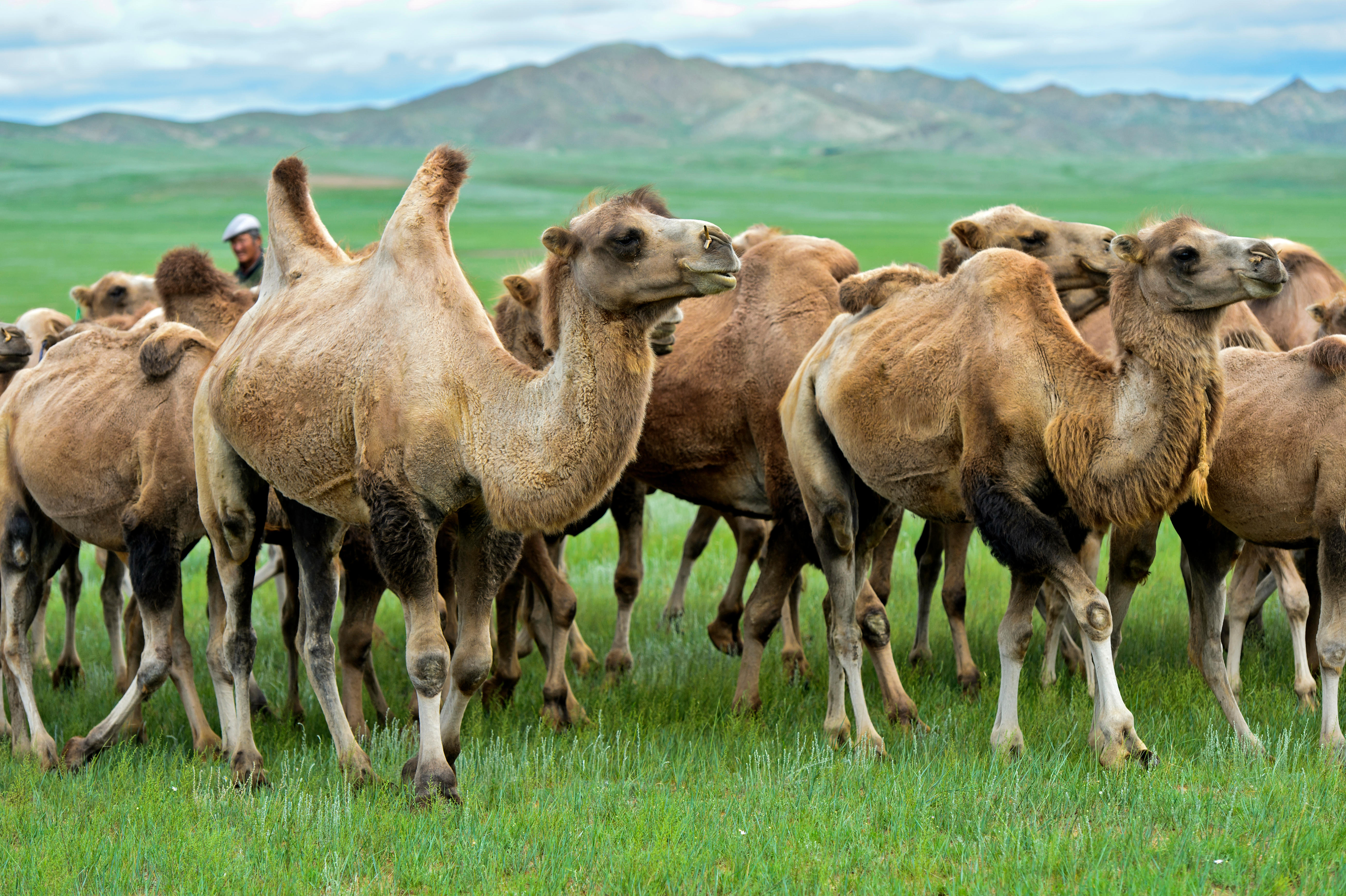 军农乳业招商中心,军农乳业