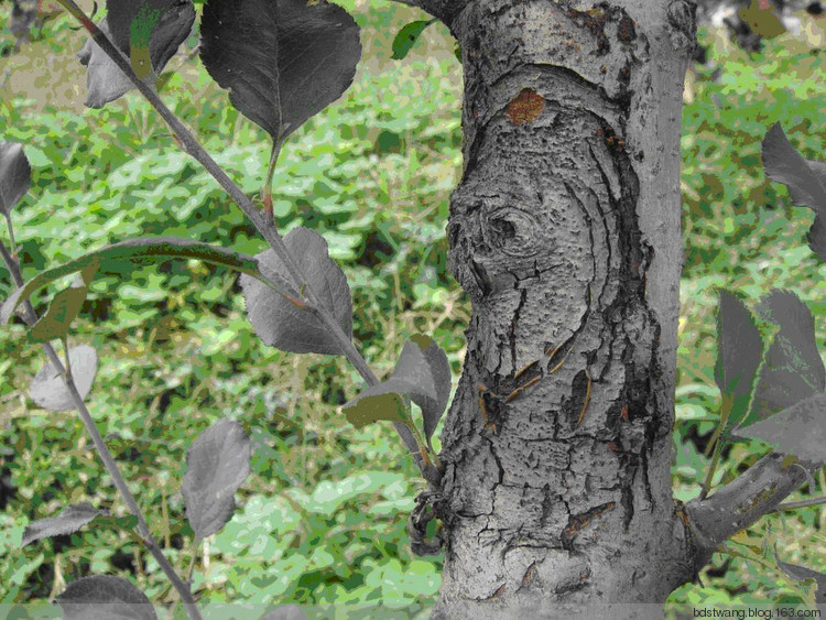 果树的癌症——苹果树腐烂病如何解决？果农朋友值得一看