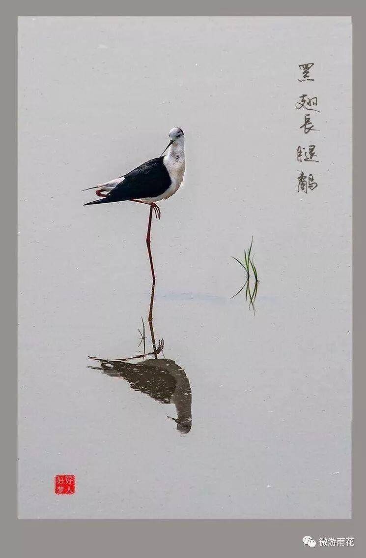 南京三桥湿地生态公园,南京三桥湿地公园