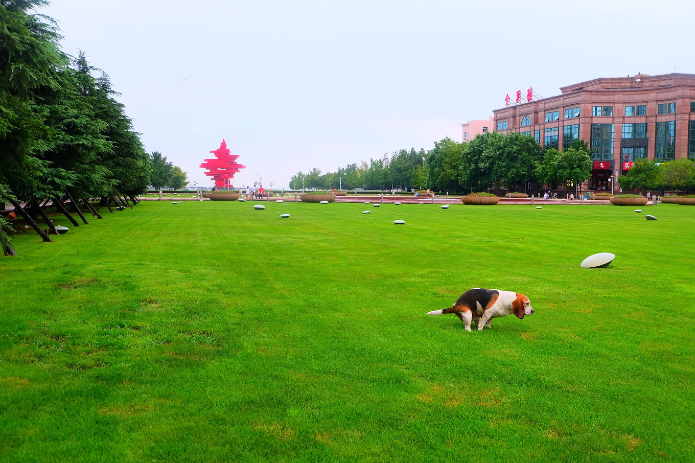 骆驼青岛,骆驼旅行在路上