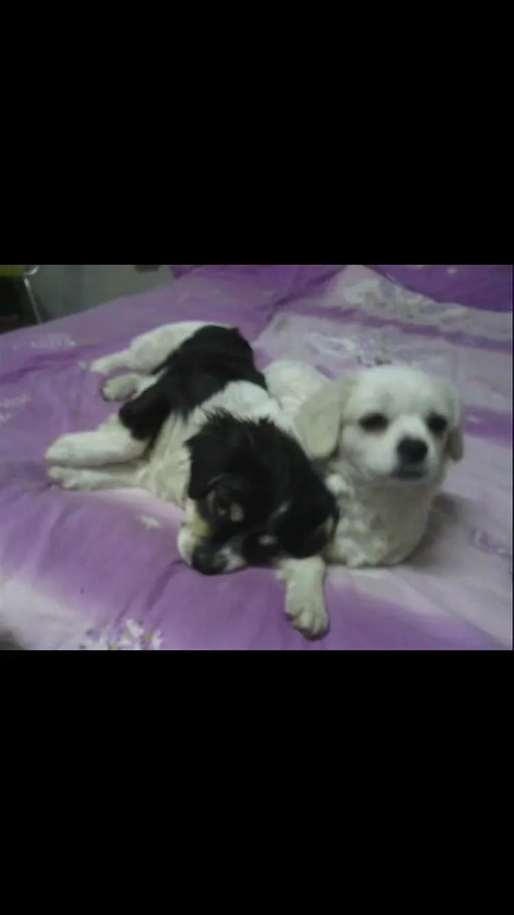 母亲与咪咪的情缘