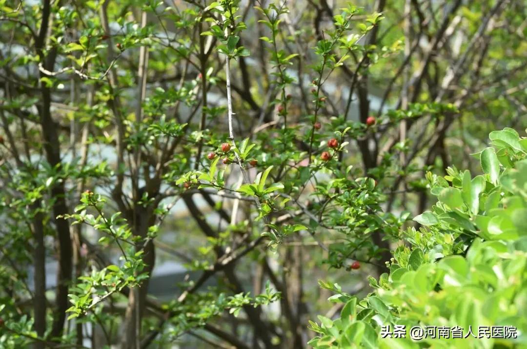 急性心梗做了支架却还是死亡,急性心梗抢救过来必须做手术么