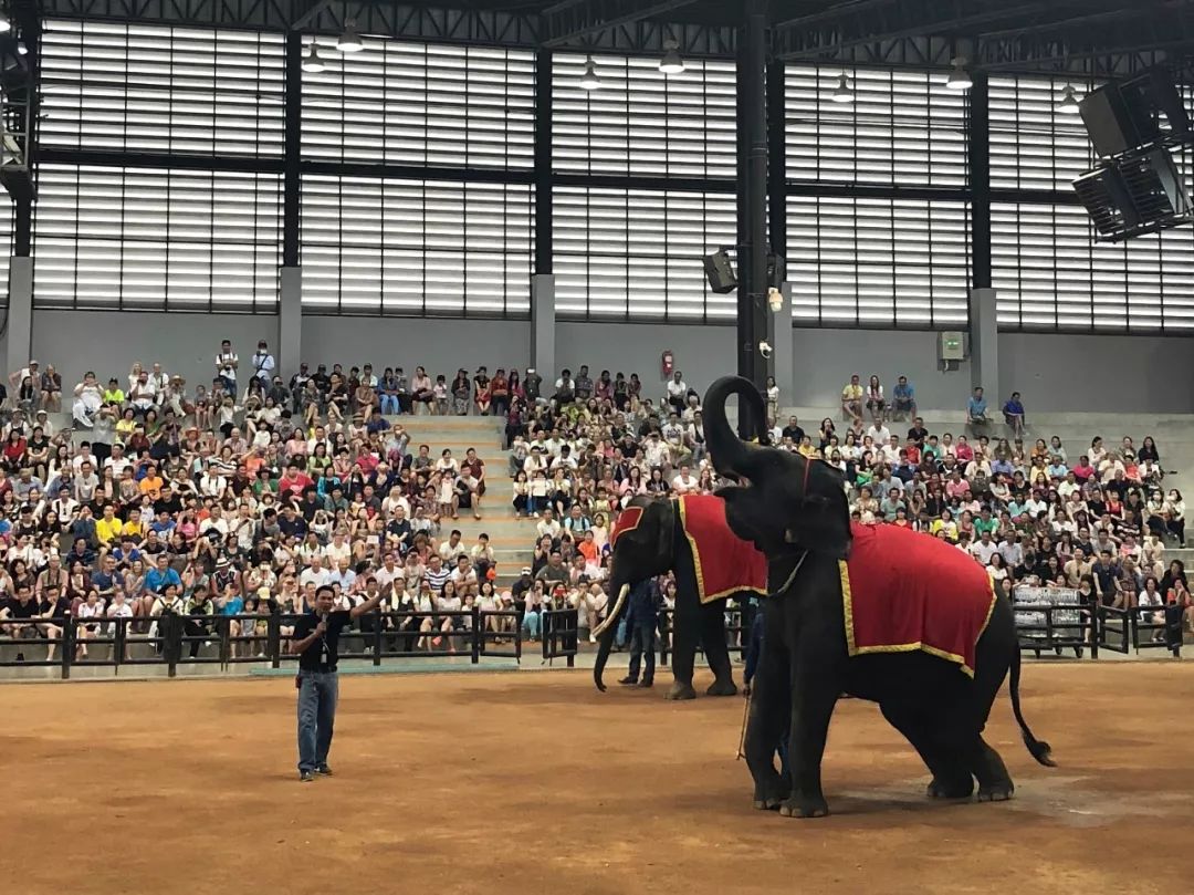 1599泰国游敢去吗,2999的泰国游不含机票靠谱吗