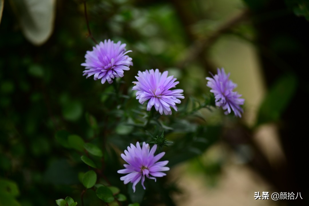 扶不起的绿植,扶不起的绿植视频