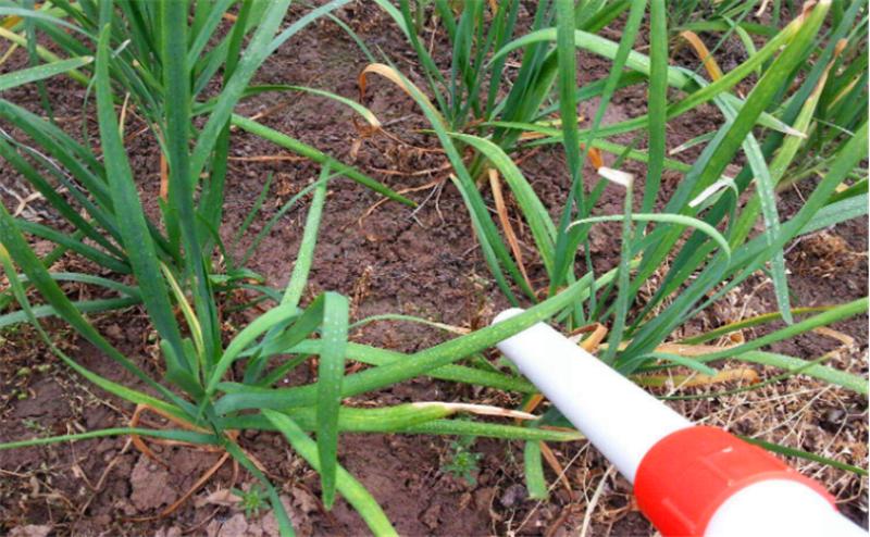 大蒜从种植到采收蒜苗要多久,种大蒜时需要做哪些准备工作