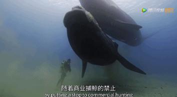 炸裂9.9，BBC再出神片，美得让人脸红