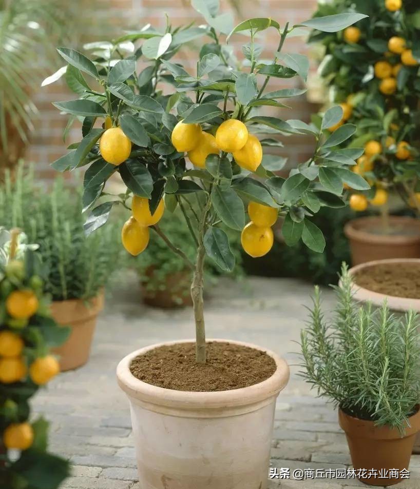 柠檬树开花要不要摘了,柠檬树开花落叶正常吗