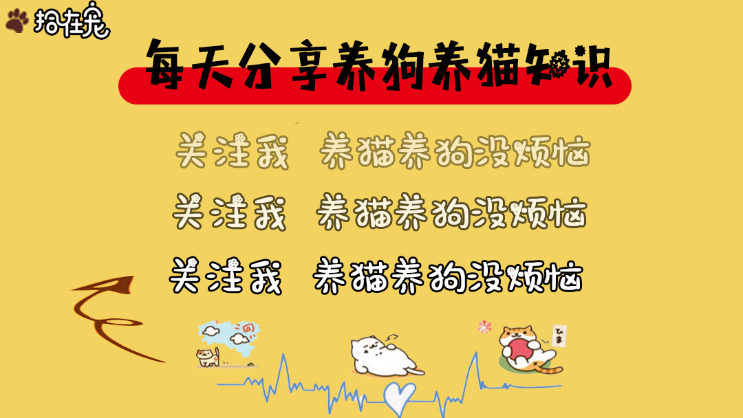 猫咪身上掉皮屑还掉毛是怎么回事,猫咪身上有皮屑会传染给猫吗