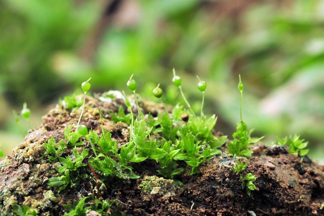 吃毒菇、睡蛇窝,只为挖一堆草,这个重庆博士要做当代神农