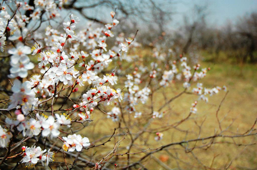 “五一”相约美丽鹤乡通榆旅游攻略