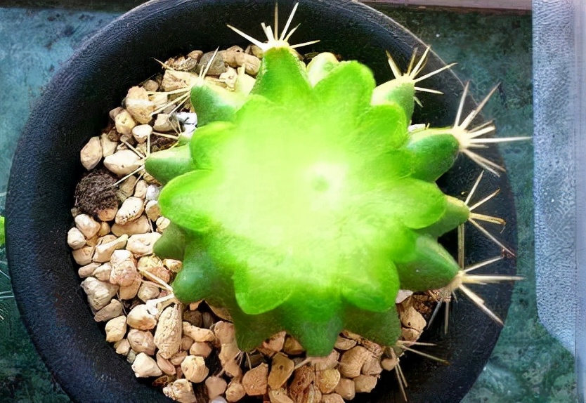 绿萝都养不活还能养什么花,好养活的懒人花绿萝