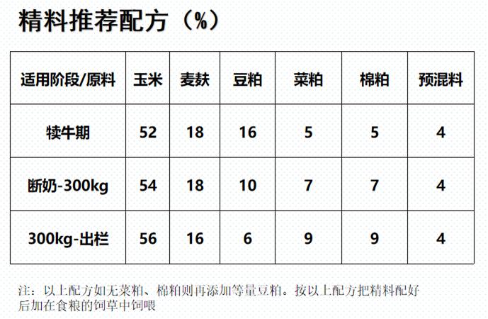 犊牛育肥基地,育肥犊牛图片