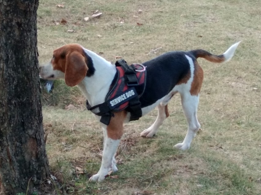 养比格犬好玩吗,比格犬适合新手养吗