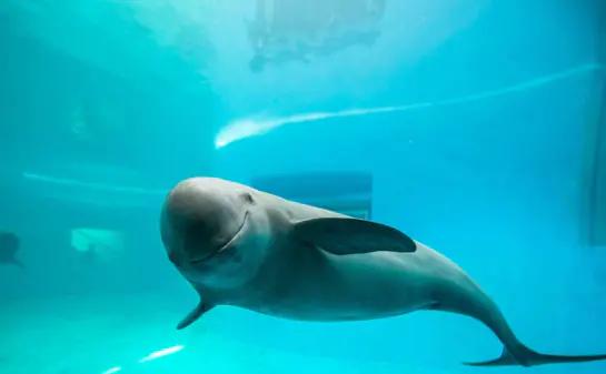 长江中已消失的珍稀动物,最新我国的十大野生动物