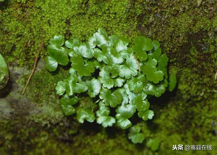 农村身边常见中草药不要错过这些宝贝！