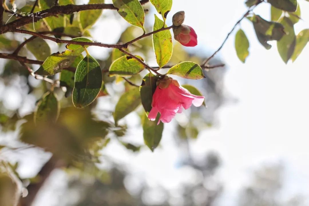 极边之城腾冲，来这里必做的八件事，否则白来了