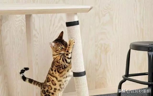 宜家最好用的宠物,宜家中可以给宠物购买的物品