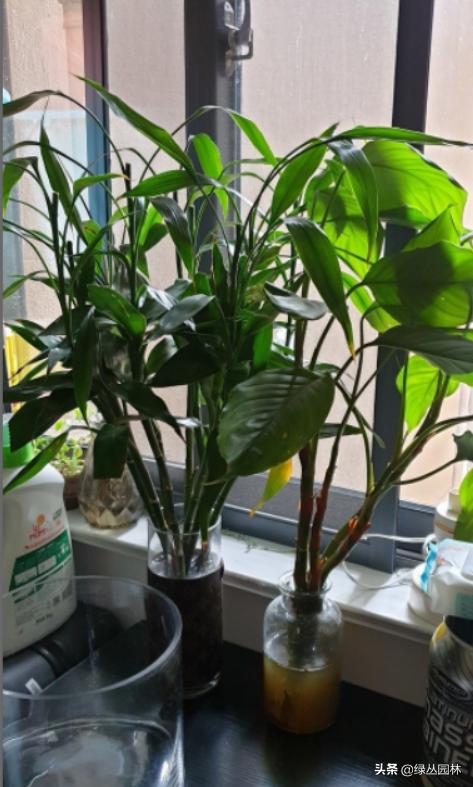 武汉养花技术哪里培训,北京养花小技巧