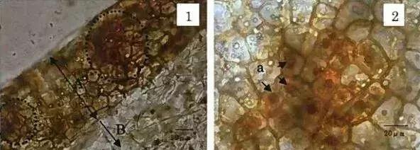 葡萄长锈斑图片,葡萄上有锈斑是什么品种