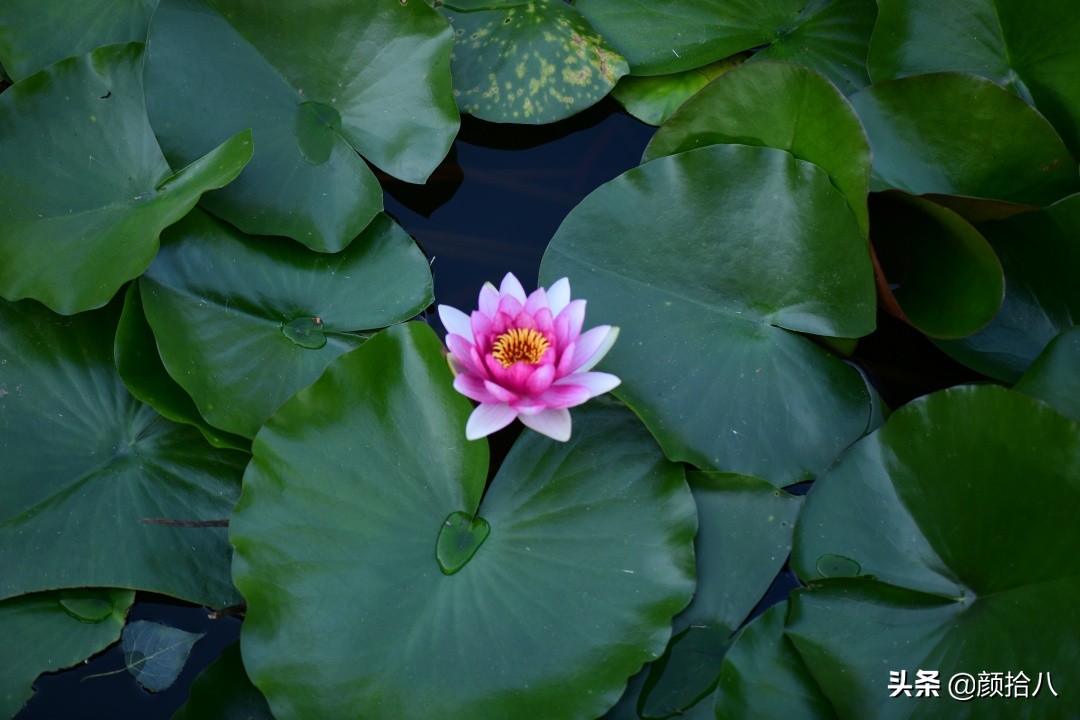 北京圆明园一日游推荐,圆明园秋色如画