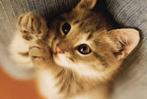 猫咪也会放屁吗,猫咪也会大便失禁吗