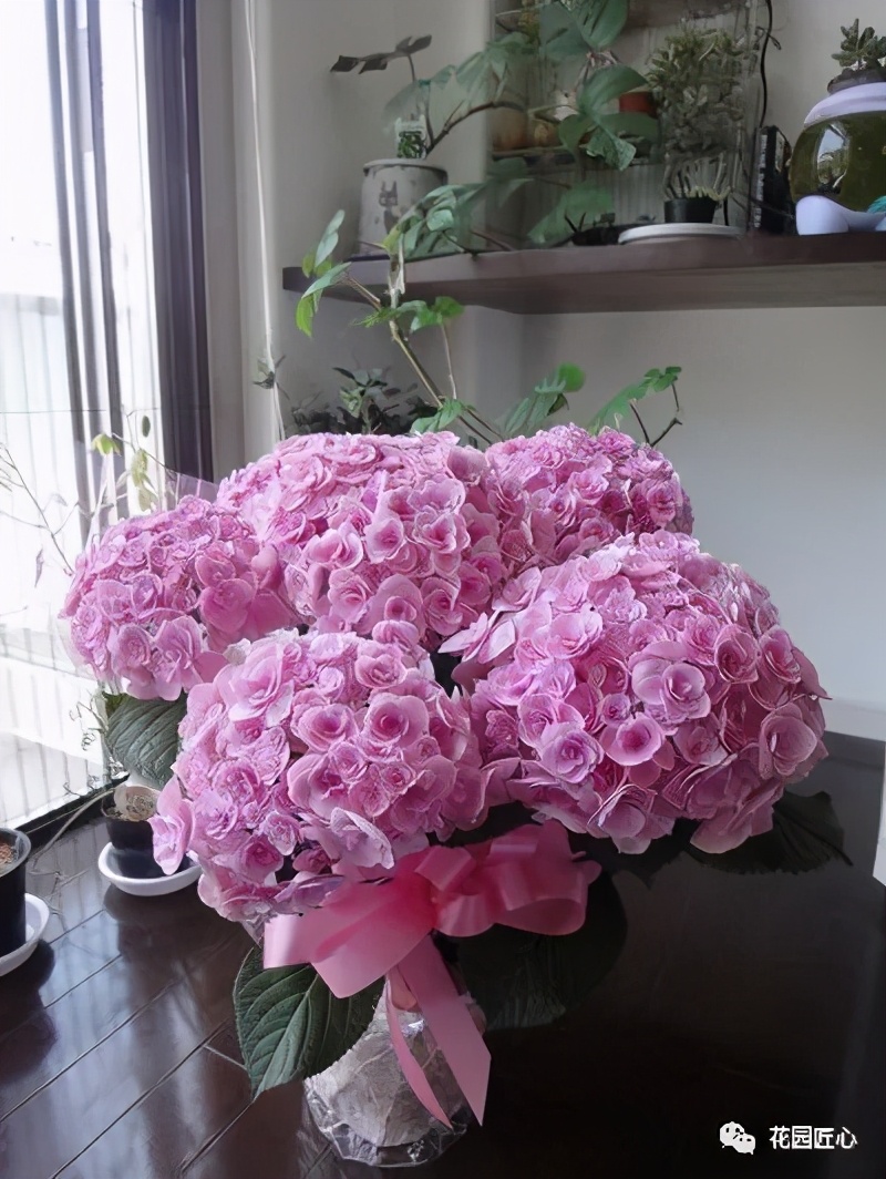 最漂亮的十种绣球,最省心的绣球