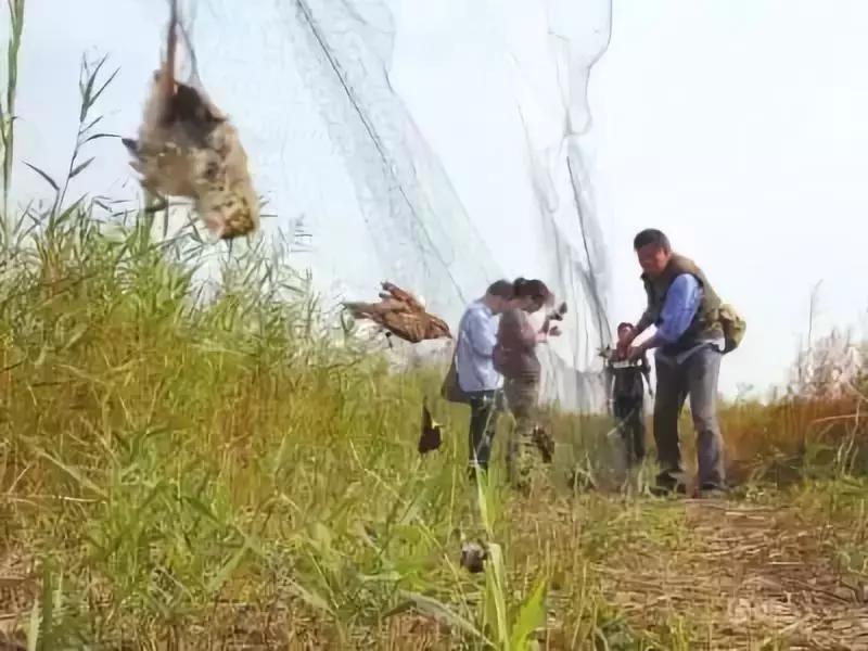 从禾花雀到云雀，又一种鸟快被中国人吃绝种了！