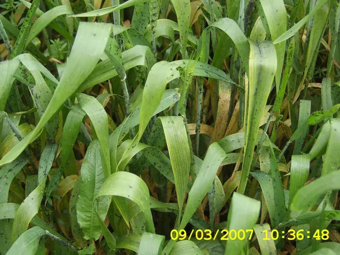 最佳的防治害虫的技术方法,种实害虫常见种类及防治方法