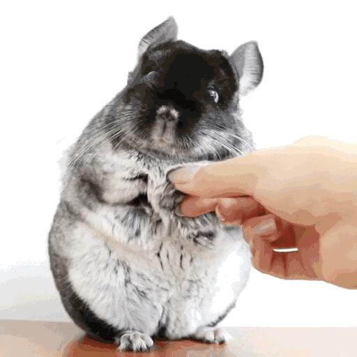 龙猫是猫还是鼠啊,龙猫是猫还是鼠