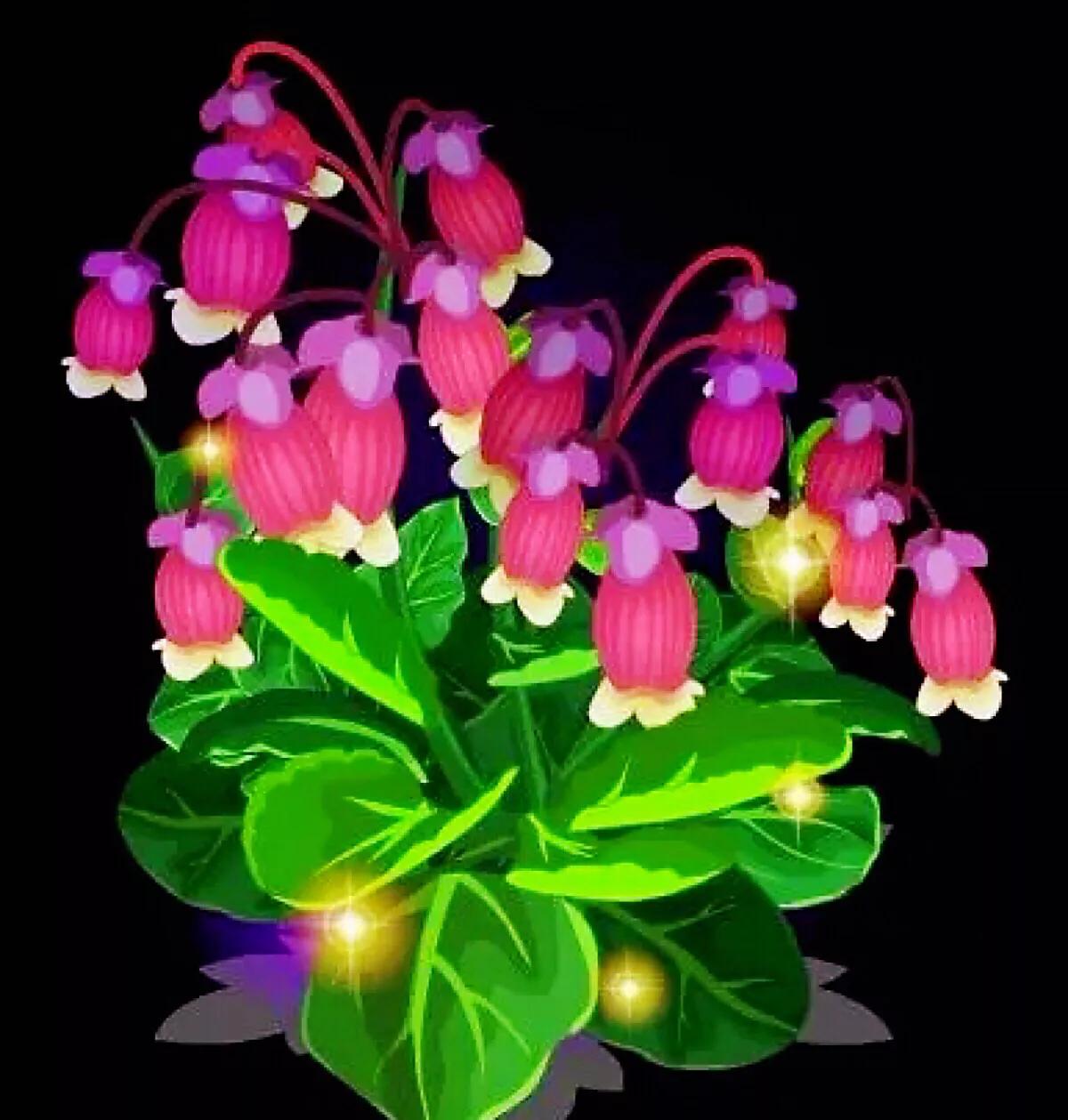 宫灯长寿花开花香吗,宫灯长寿花重瓣好养吗