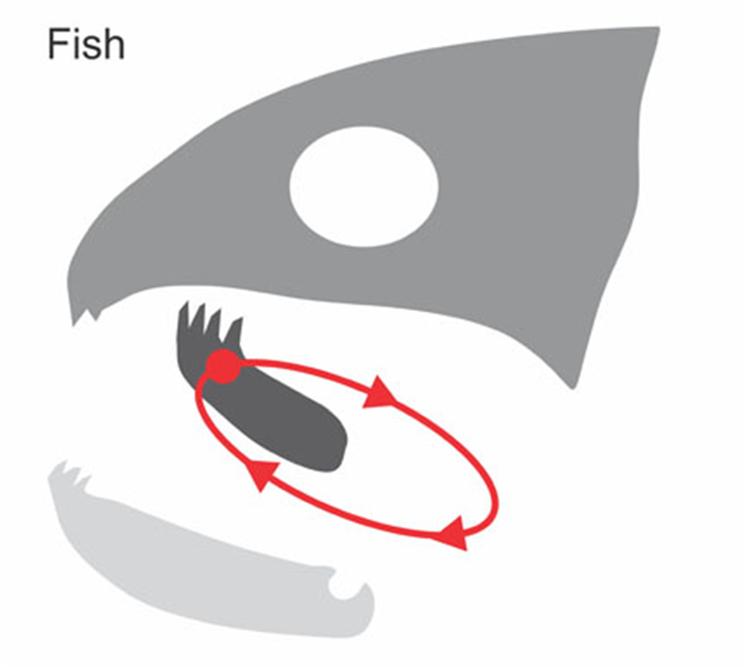 寄生虫咬断鱼的舌头,有什么寄生虫可以改变性别