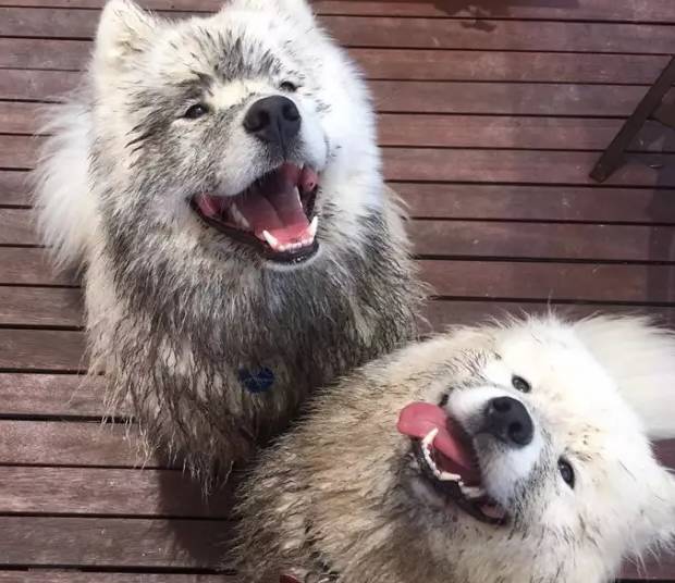 别再说笼养狗狗不好了,小恶魔萨摩耶